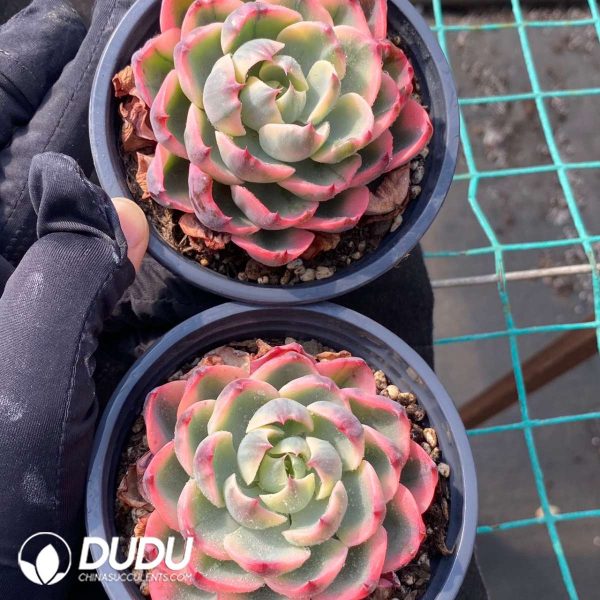 Echeveria Treleasei Variegated - Image 2