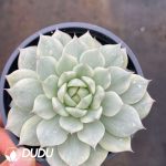 Echeveria TP Variegated