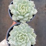 Echeveria TP Variegated - Image 2