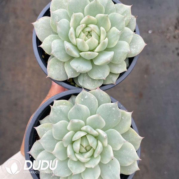 Echeveria TP Variegated - Image 2