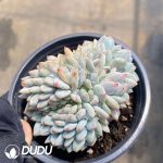 Echeveria Yu Furong Cristata