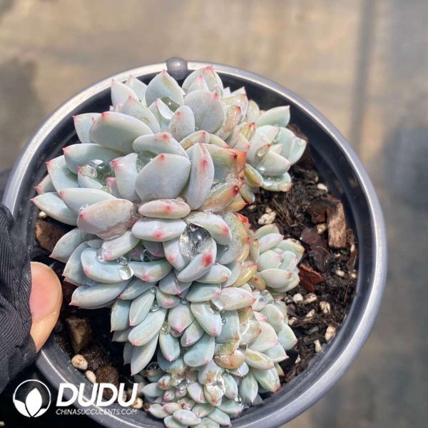 Echeveria Yu Furong Cristata - Image 2