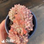 Echeveria Jigglypuff Cristata