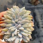 Echeveria Pink Bunny Cristata