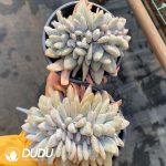 Echeveria Pink Bunny Cristata - Image 2