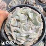 Echeveria Yun Yao