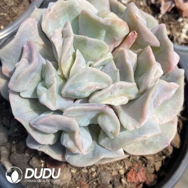 Echeveria Yun Yao - Image 2