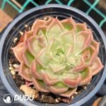 Echeveria Doctor Strange