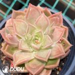 Echeveria Doctor Strange - Image 2