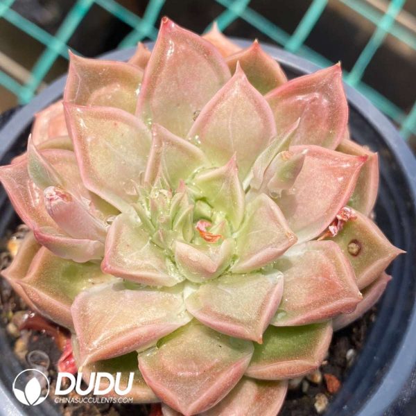 Echeveria Doctor Strange - Image 2