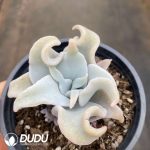 Echeveria Queen's Crown