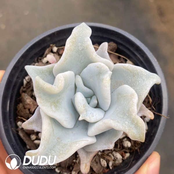 Echeveria Queen's Crown - Image 2
