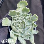 Echeveria shaviana Pink Frills