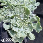 Echeveria shaviana Pink Frills - Image 2