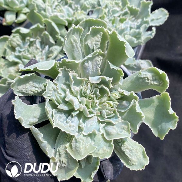 Echeveria shaviana Pink Frills - Image 2