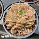 Echeveria Super Power