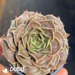 Echeveria Super Power - Image 2