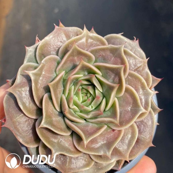 Echeveria Super Power - Image 2