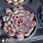 Echeveria Spirit Pearl