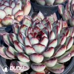Echeveria Spirit Pearl - Image 2