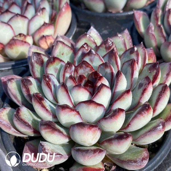 Echeveria Spirit Pearl - Image 2
