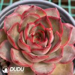 Echeveria Pink Confidante