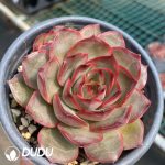 Echeveria Pink Confidante - Image 2