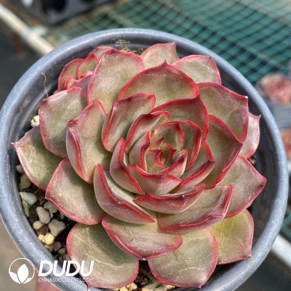 Echeveria Pink Confidante - Image 2