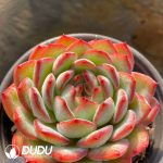 Echeveria Strawberry Almond