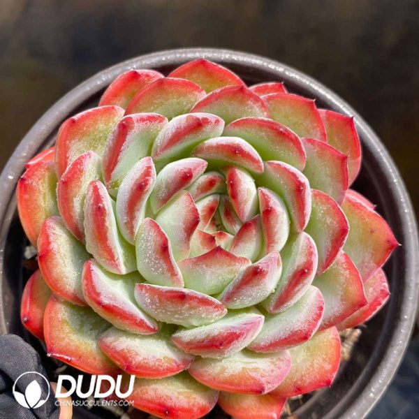 Echeveria Strawberry Almond - Image 2