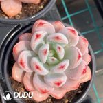 Echeveria Star Snow