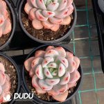 Echeveria Star Snow - Image 2