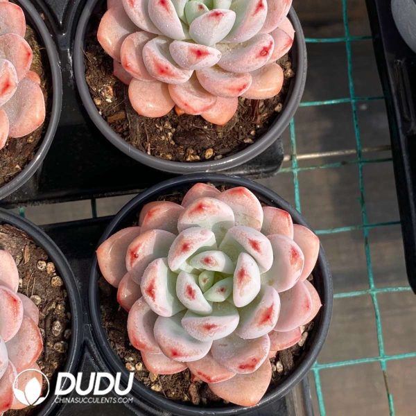 Echeveria Star Snow - Image 2