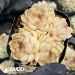 Echeveria Black Pearl Clustering