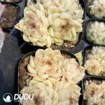 Echeveria Black Pearl Clustering - Image 2