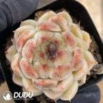 Echeveria Black Pearl