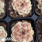 Echeveria Black Pearl - Image 2