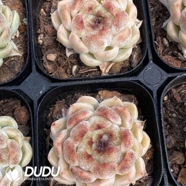 Echeveria Black Pearl - Image 2