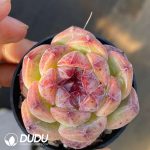 Echeveria Purple Violet