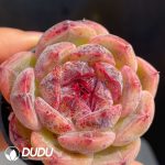 Echeveria Purple Violet - Image 2