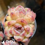 Echeveria Purple Violet Double Heads