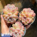 Echeveria Purple Violet Double Heads - Image 2