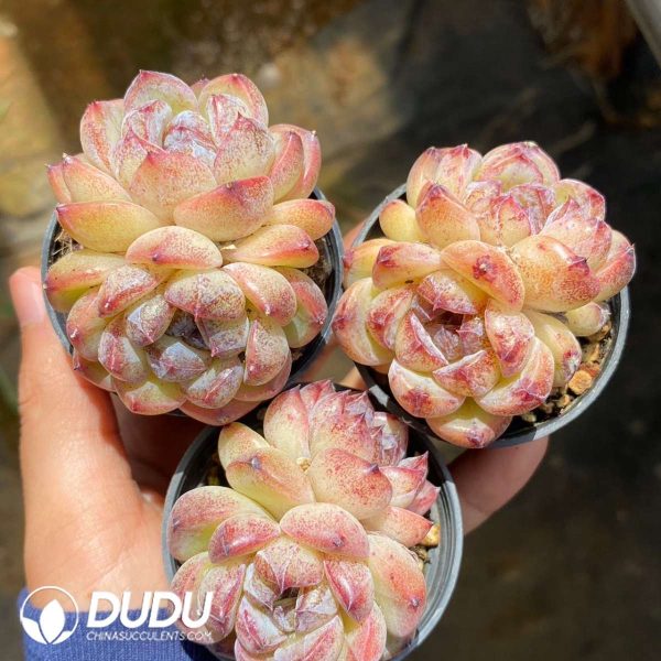 Echeveria Purple Violet Double Heads - Image 2