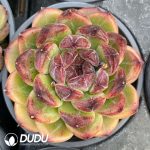 Echeveria Chungking Forest