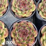 Echeveria Chungking Forest - Image 2