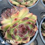 Echeveria Chungking Forest Double Heads