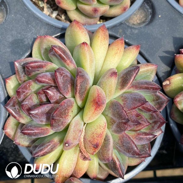 Echeveria Chungking Forest Double Heads - Image 2