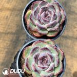 Echeveria Moster - Image 2