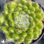 Echeveria golden fruit