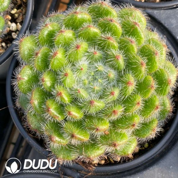 Echeveria golden fruit - Image 2